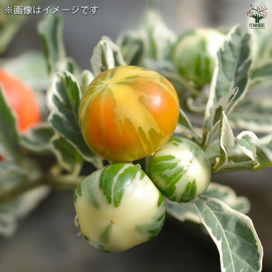 ソラナム スノーサンゴ 花木苗 3.5号/1個売り ナス科 ナス 常緑 低木 