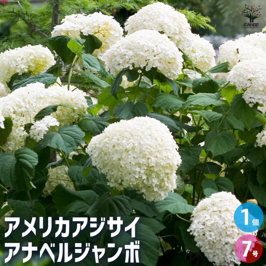 アジサイ グランデクリーム ( アナベル ジャンボ ) 花木苗 7号/1個売り