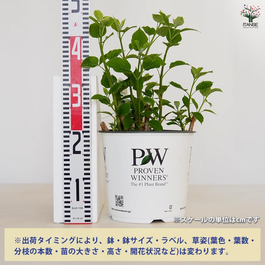 アジサイ グランデクリーム ( アナベル ジャンボ ) 花木苗 7号/1個売り