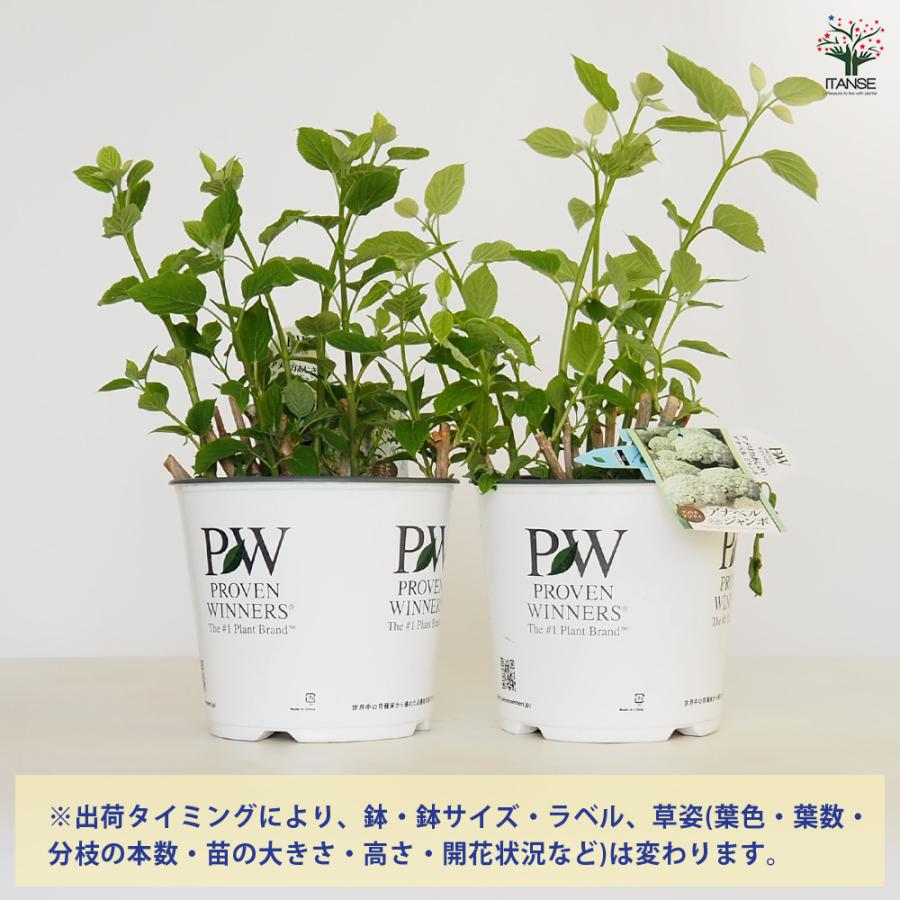 アジサイ グランデクリーム ( アナベル ジャンボ ) 花木苗 7号/1個売り