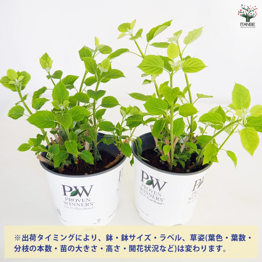 アジサイ グランデクリーム ( アナベル ジャンボ ) 花木苗 7号/1個売り