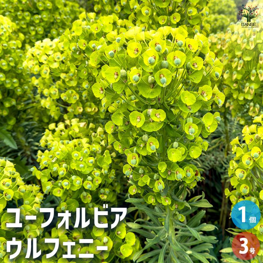 ユーフォルビア ウルフェニー 花木苗 3号/1個売り 花苗 お花 宿根草
