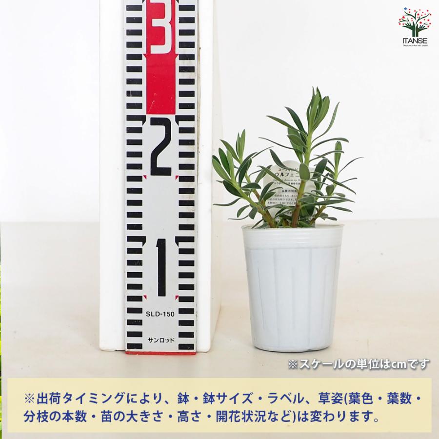ユーフォルビア ウルフェニー 花木苗 3号/1個売り 花苗 お花 宿根草