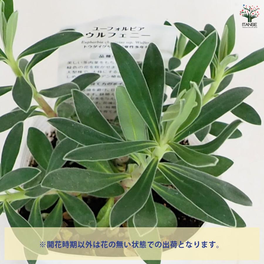 ユーフォルビア ウルフェニー 花木苗 3号/1個売り 花苗 お花 宿根草