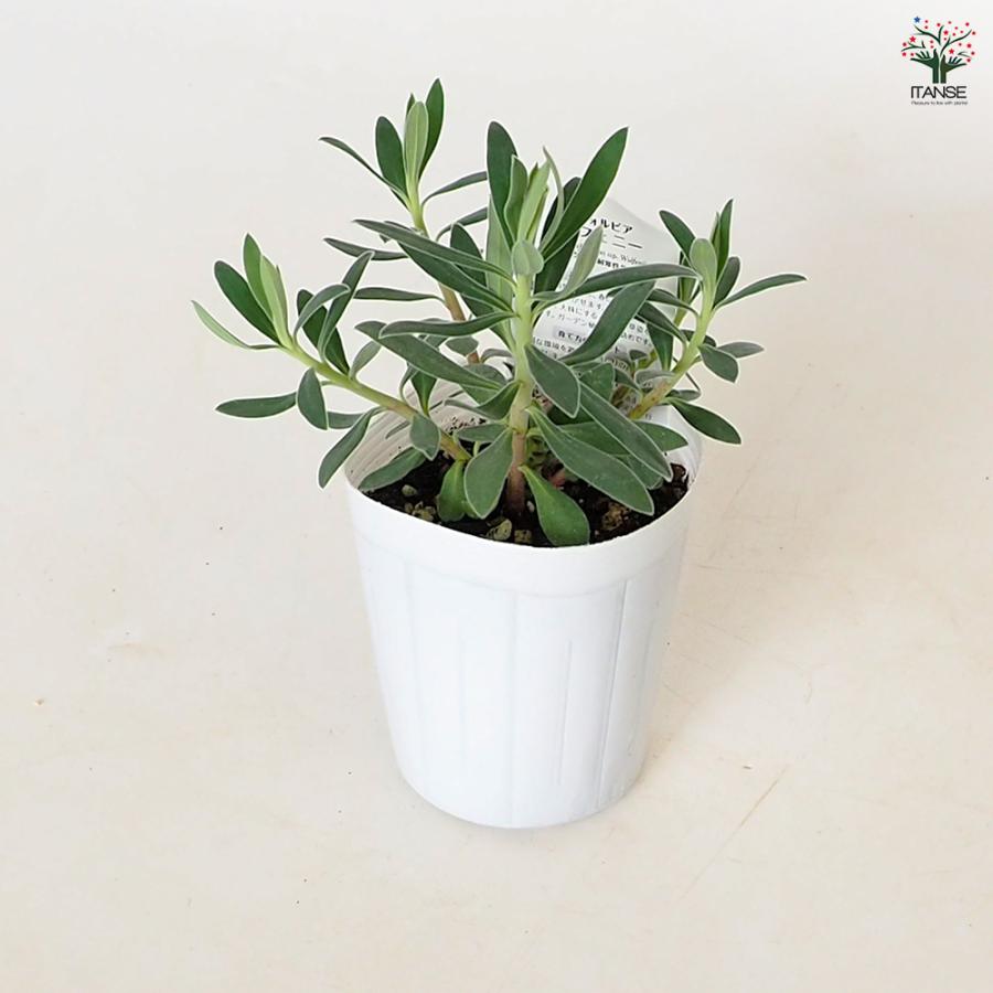 ユーフォルビア ウルフェニー 花木苗 3号/1個売り 花苗 お花 宿根草