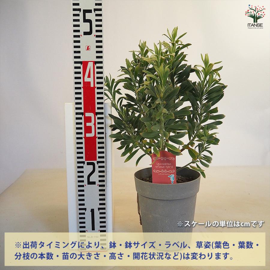 リューコスペルマム レポンス 花木苗 5号/1個売り 花苗 花の苗 花木の