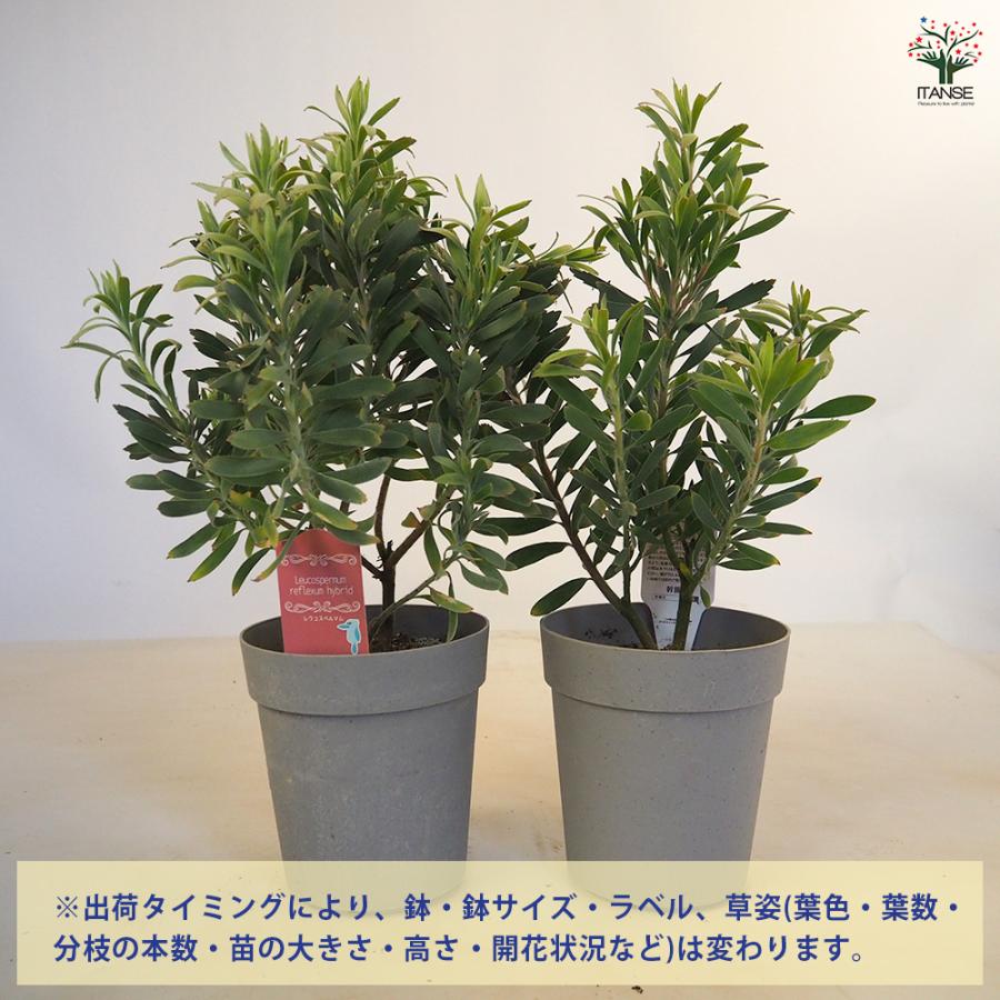 リューコスペルマム レポンス 花木苗 5号/1個売り 花苗 花の苗 花木の