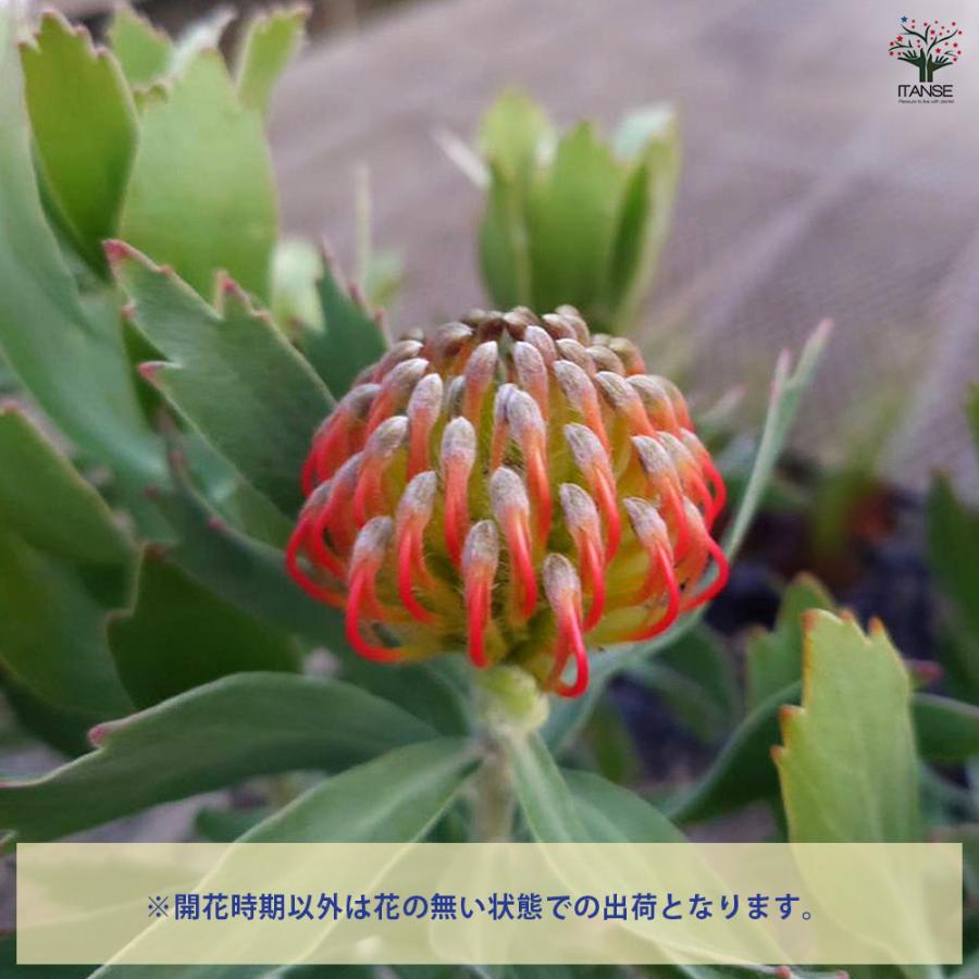 リューコスペルマム レポンス 花木苗 5号/1個売り 花苗 花の苗 花木の