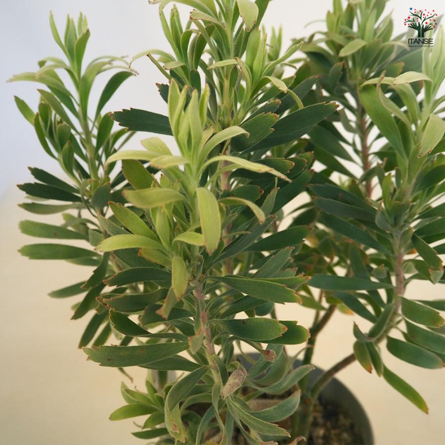 リューコスペルマム レポンス 花木苗 5号/1個売り 花苗 花の苗 花木の
