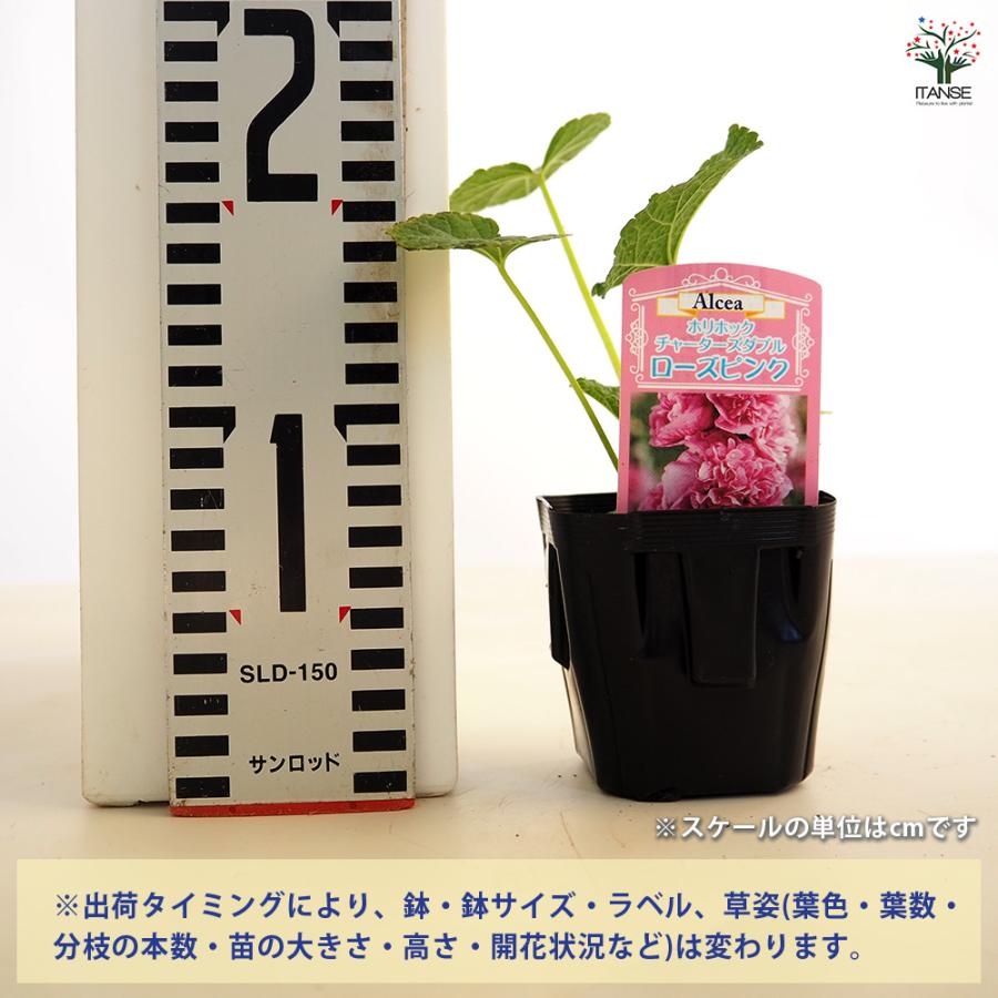 ホリホック チャーターズダブル ローズピンク 花苗 3号/お買い得4個