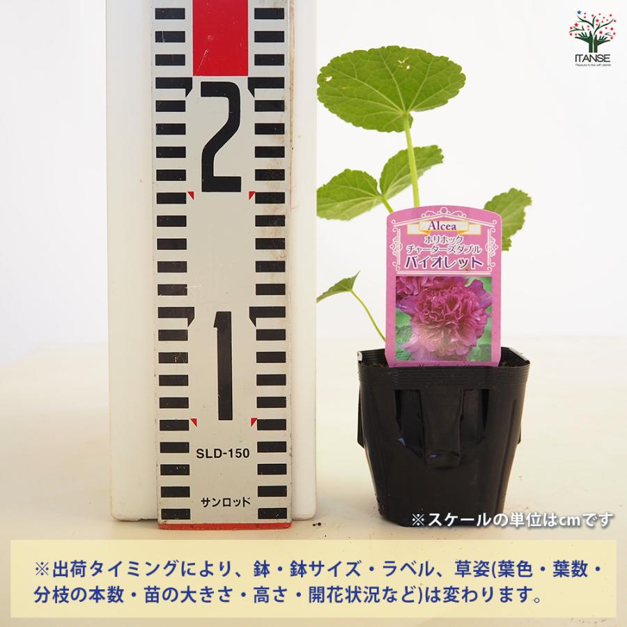 ホリホック チャーターズダブル バイオレット 花苗 3号/1個売り 花