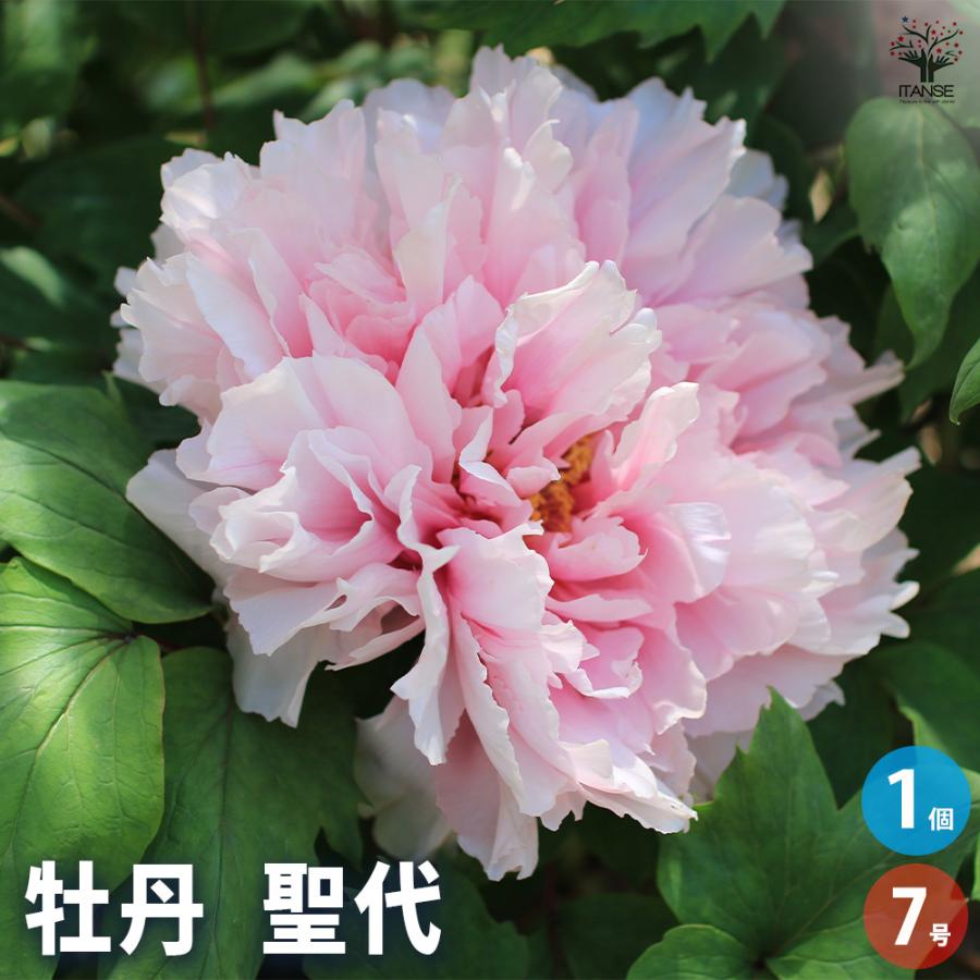 季節花鉢 牡丹 ボタン 聖代 4輪 10号鉢 写真現物 極上品 楽天市場】【現品】ボタン(牡丹) 苗木 聖代（セイダイ） 7号 A040