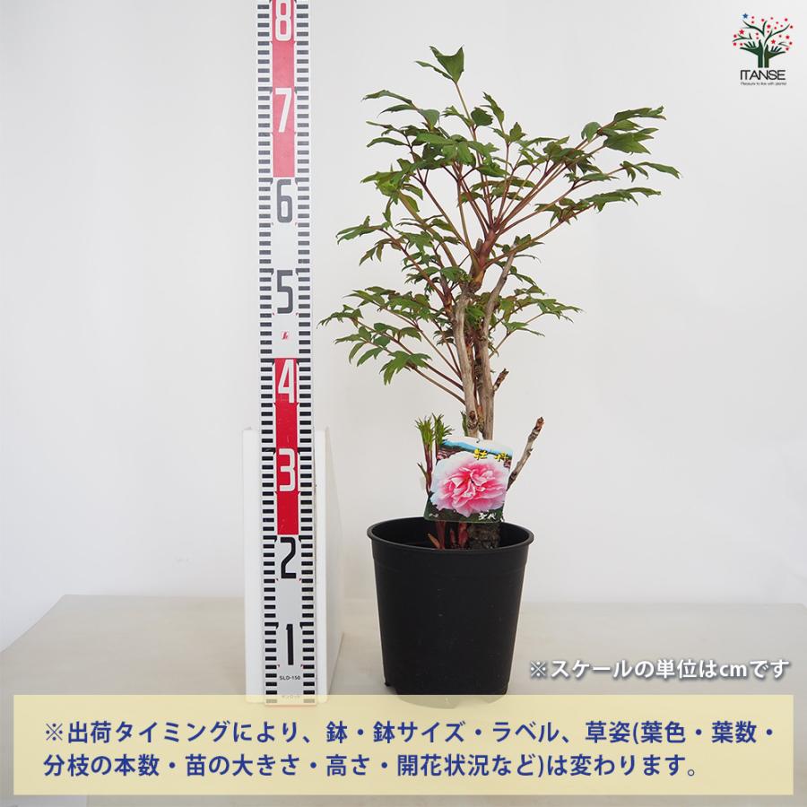 季節花鉢 牡丹 ボタン 聖代 4輪 10号鉢 写真現物 極上品 楽天市場】【現品】ボタン(牡丹) 苗木 聖代（セイダイ） 7号 A040