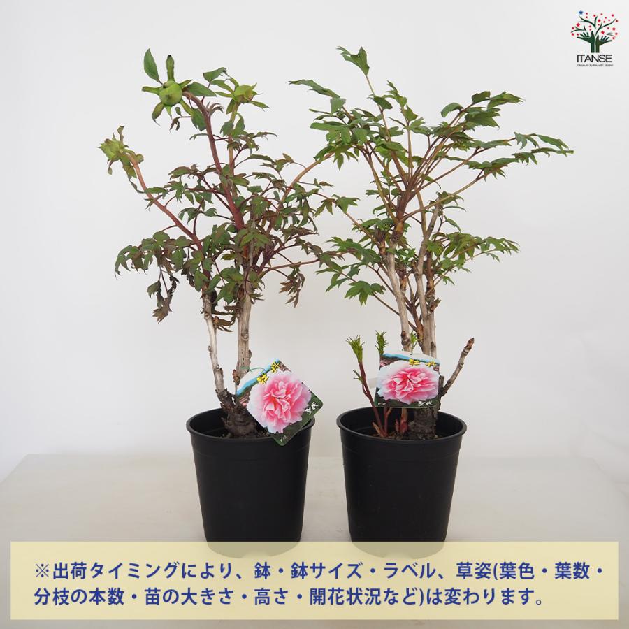 牡丹 聖代 花苗 7号/1個売り 花の王 お花の苗 花 生け花 切花 切り花