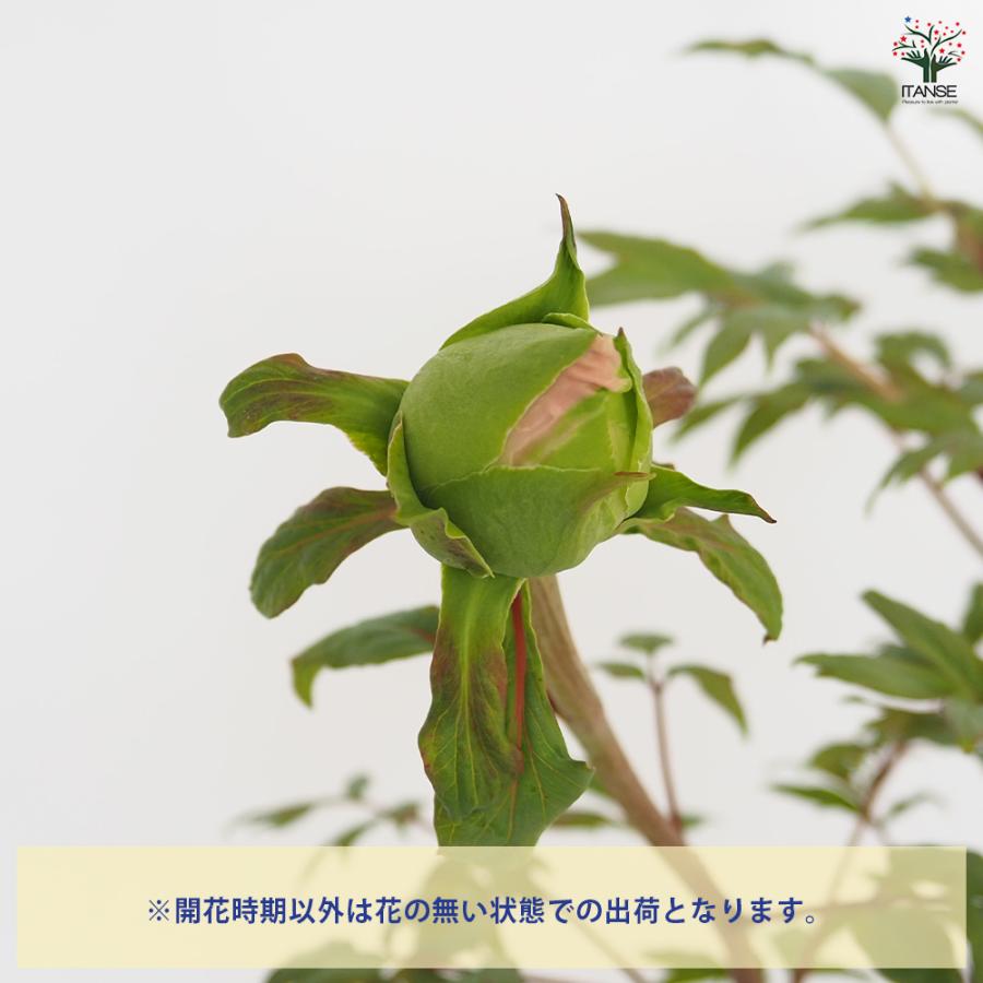 牡丹 聖代 花苗 7号/1個売り 花の王 お花の苗 花 生け花 切花 切り花