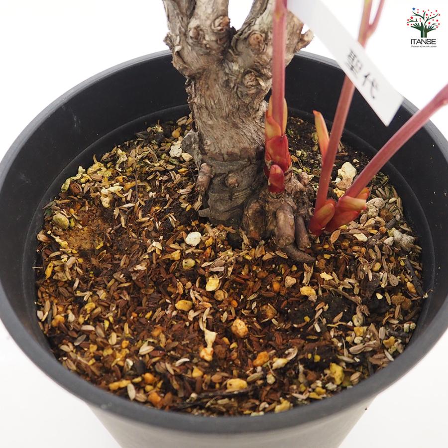 季節花鉢 牡丹 ボタン 聖代 4輪 10号鉢 写真現物 極上品 牡丹 聖代 苗 販売 苗木部 By 花ひろばオンライン