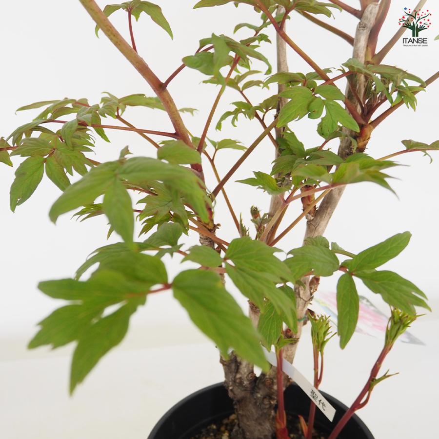 季節花鉢 牡丹 ボタン 聖代 4輪 10号鉢 写真現物 極上品 園芸ネット本店｜牡丹（ぼたん）：聖代（せいだい）3～4年生苗7号