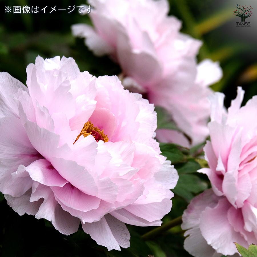 季節花鉢 牡丹 ボタン 聖代 4輪 10号鉢 写真現物 極上品 000000002559-01.jpg?size=l&w=