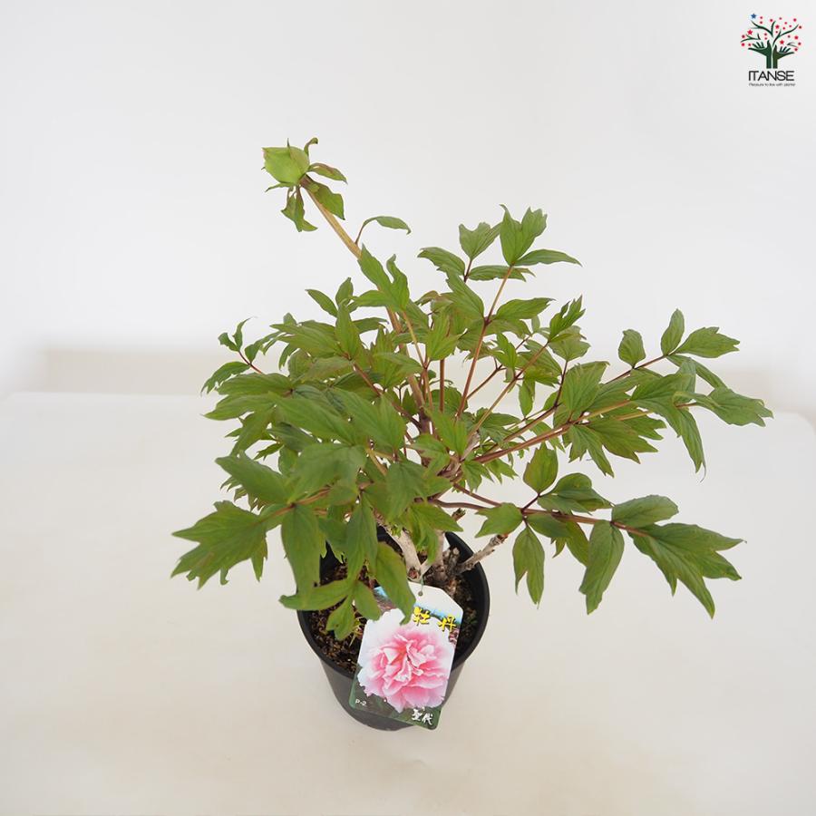 牡丹 聖代 花苗 7号/1個売り 花の王 お花の苗 花 生け花 切花 切り花