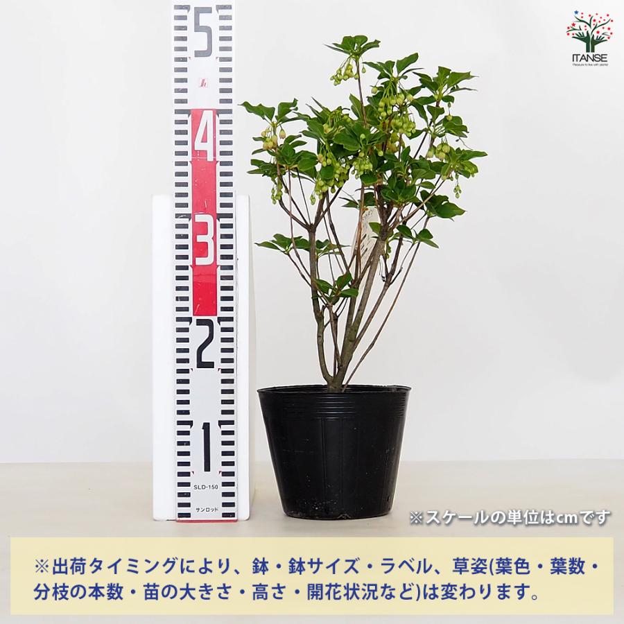 ドウダンツツジ 口紅サラサ 花木苗 5号/1個売り 口紅錦 口紅更紗