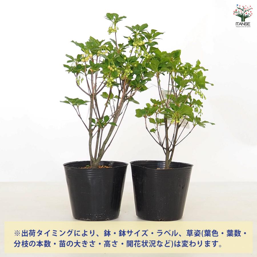ドウダンツツジ 口紅サラサ 花木苗 5号/1個売り 口紅錦 口紅更紗