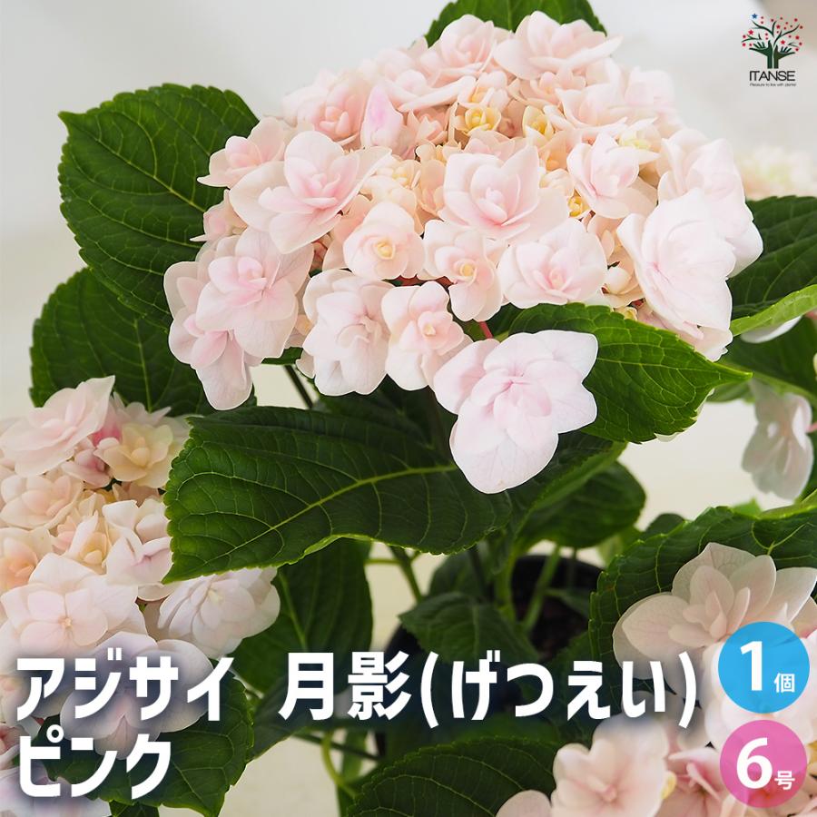アジサイ 月影(げつえい) ピンク 花木苗 6号/1個売り あじさい苗