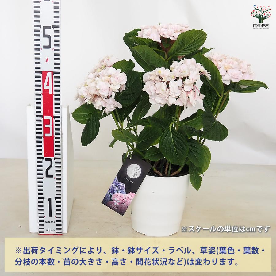 アジサイ 月影(げつえい) ピンク 花木苗 6号/1個売り あじさい苗