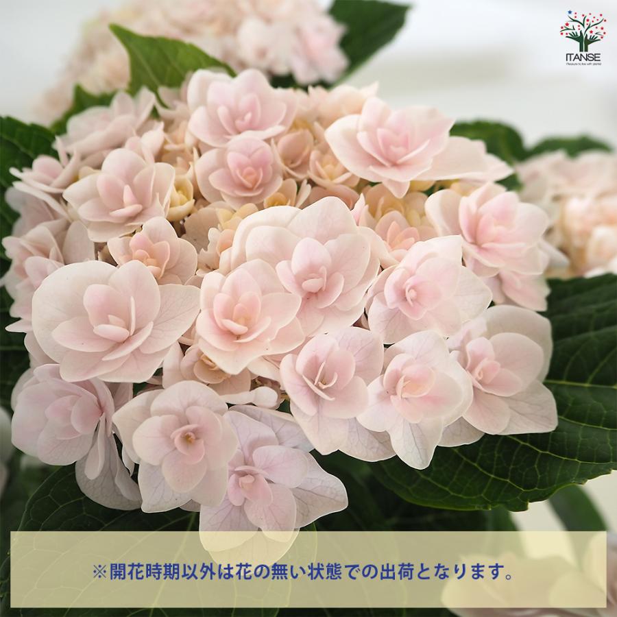 アジサイ 月影(げつえい) ピンク 花木苗 6号/1個売り あじさい苗