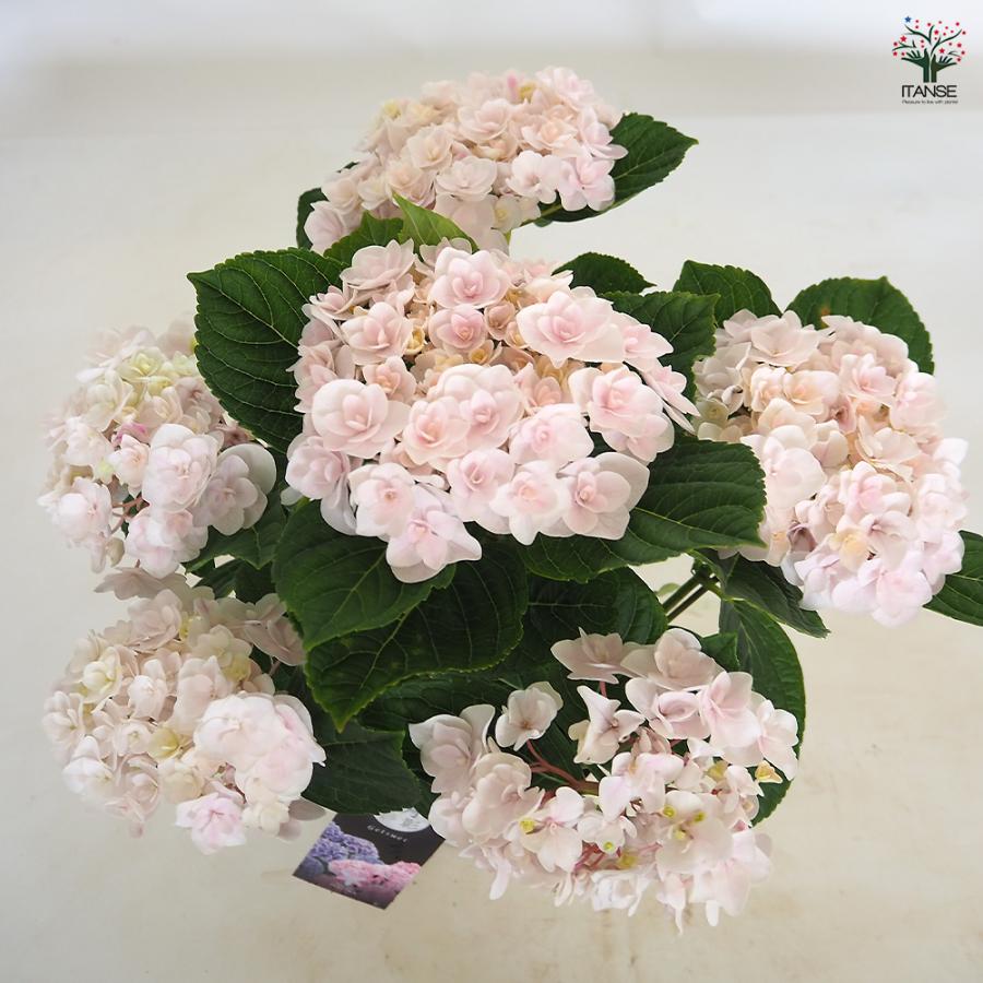 アジサイ 月影(げつえい) ピンク 花木苗 6号/1個売り あじさい苗