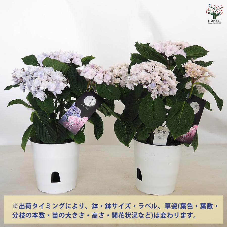 アジサイ 月影(げつえい) ブルー 花木苗 6号/1個売り あじさい苗
