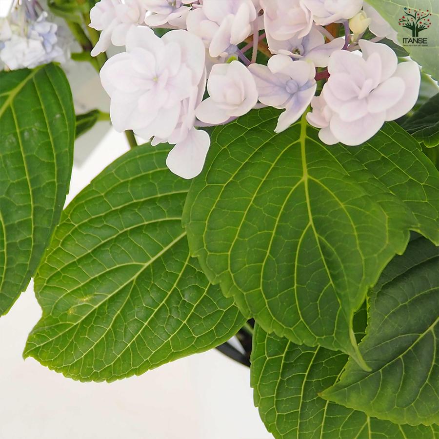 アジサイ 月影(げつえい) ブルー 花木苗 6号/1個売り あじさい苗