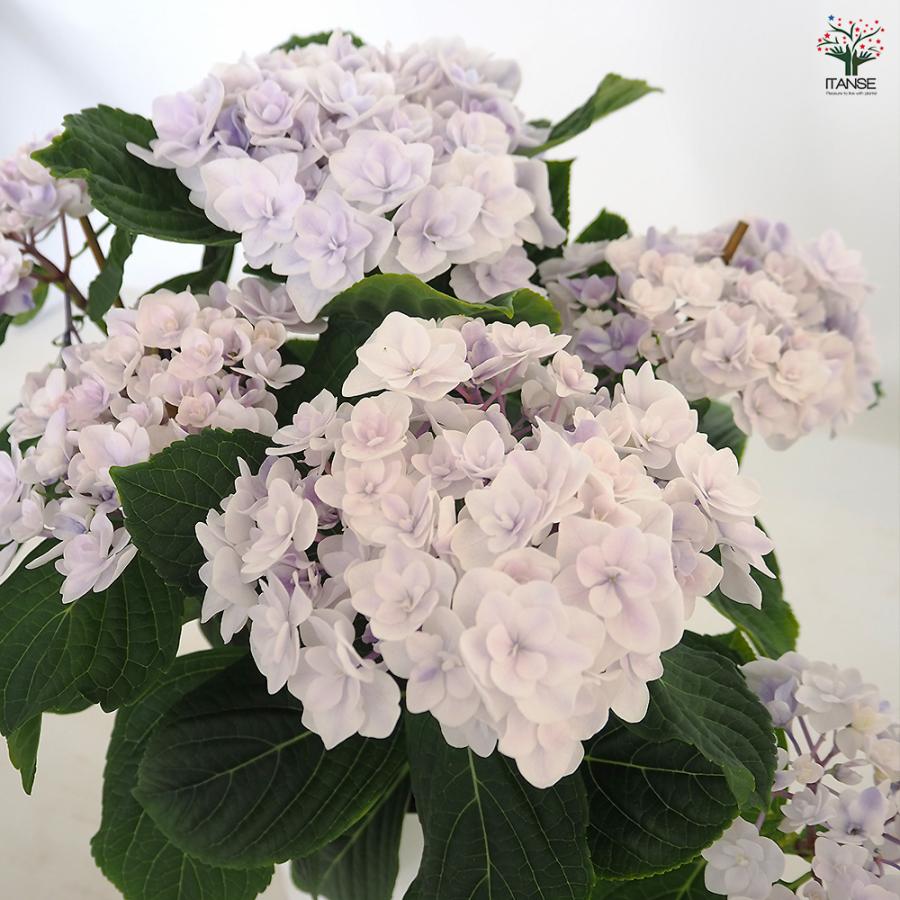 アジサイ 月影(げつえい) ブルー 花木苗 6号/1個売り あじさい苗