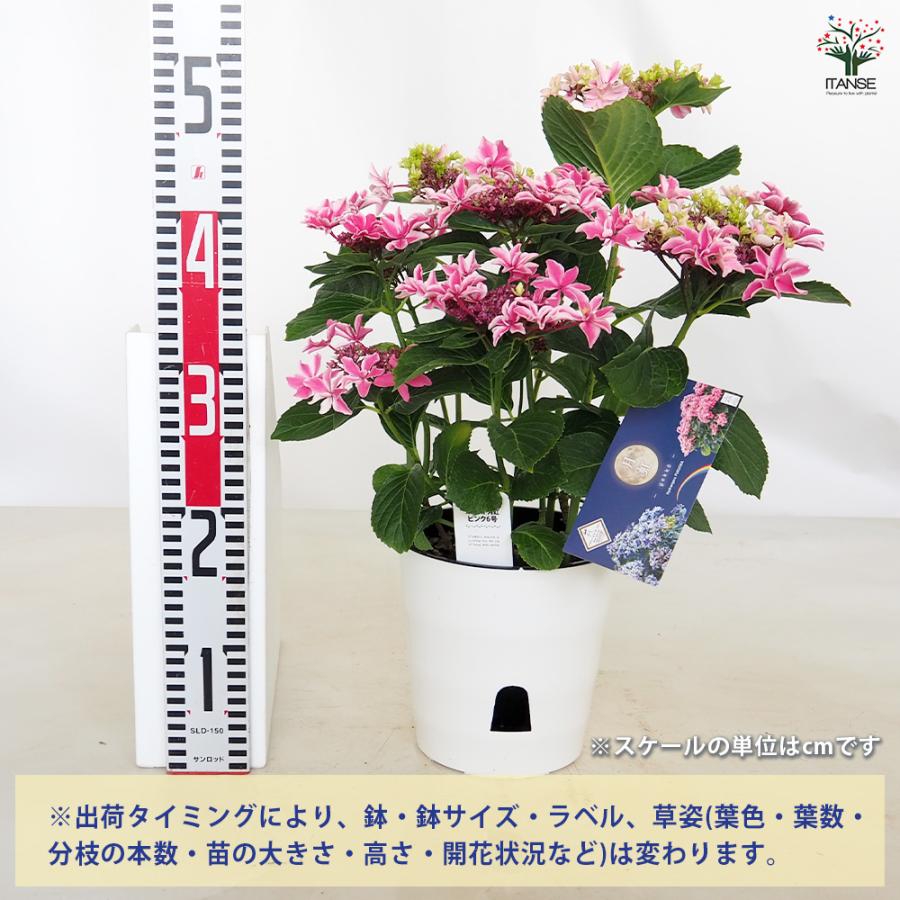 アジサイ 月虹(げっこう) ピンク 花木苗 6号/1個売り あじさい苗
