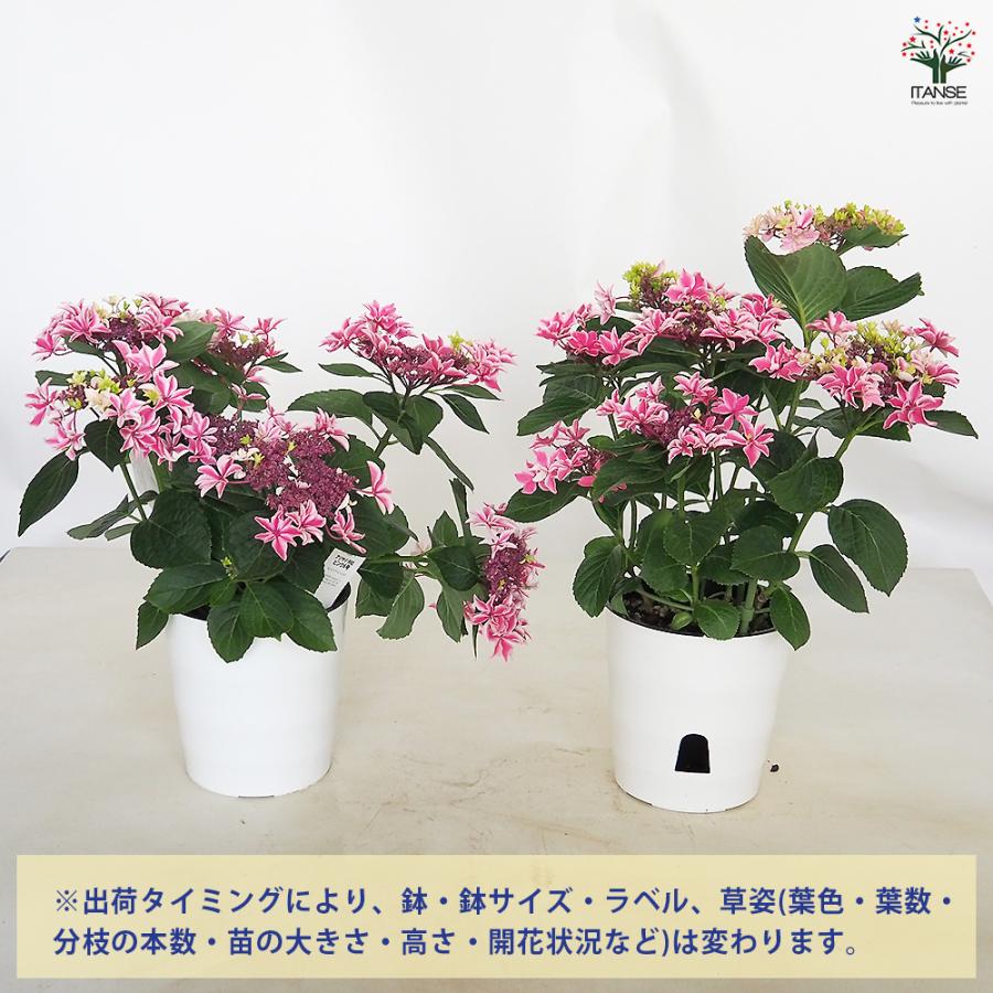 アジサイ 月虹(げっこう) ピンク 花木苗 6号/1個売り あじさい苗