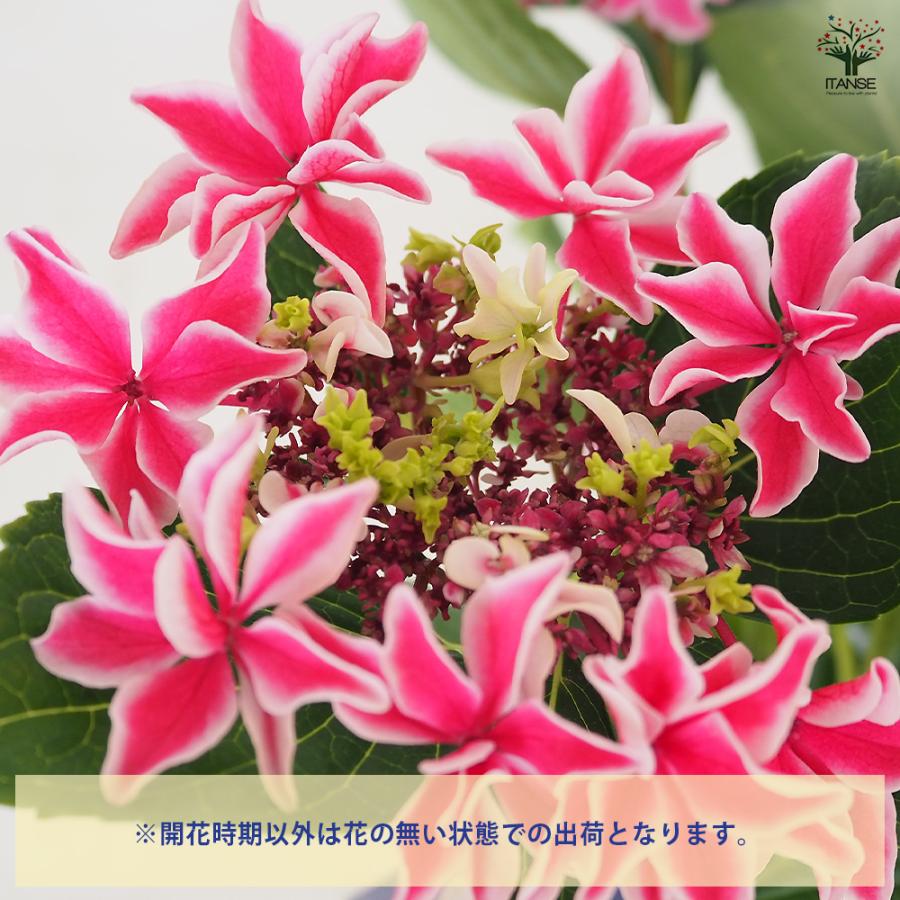 アジサイ 月虹(げっこう) ピンク 花木苗 6号/1個売り あじさい苗