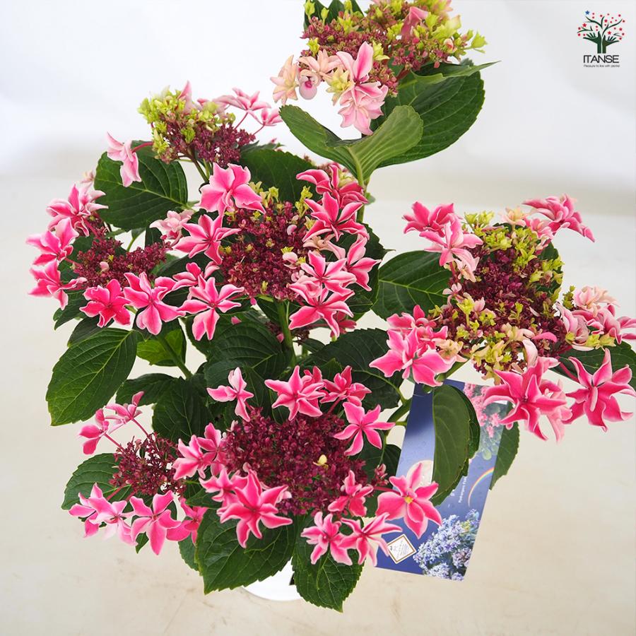アジサイ 月虹(げっこう) ピンク 花木苗 6号/1個売り あじさい苗