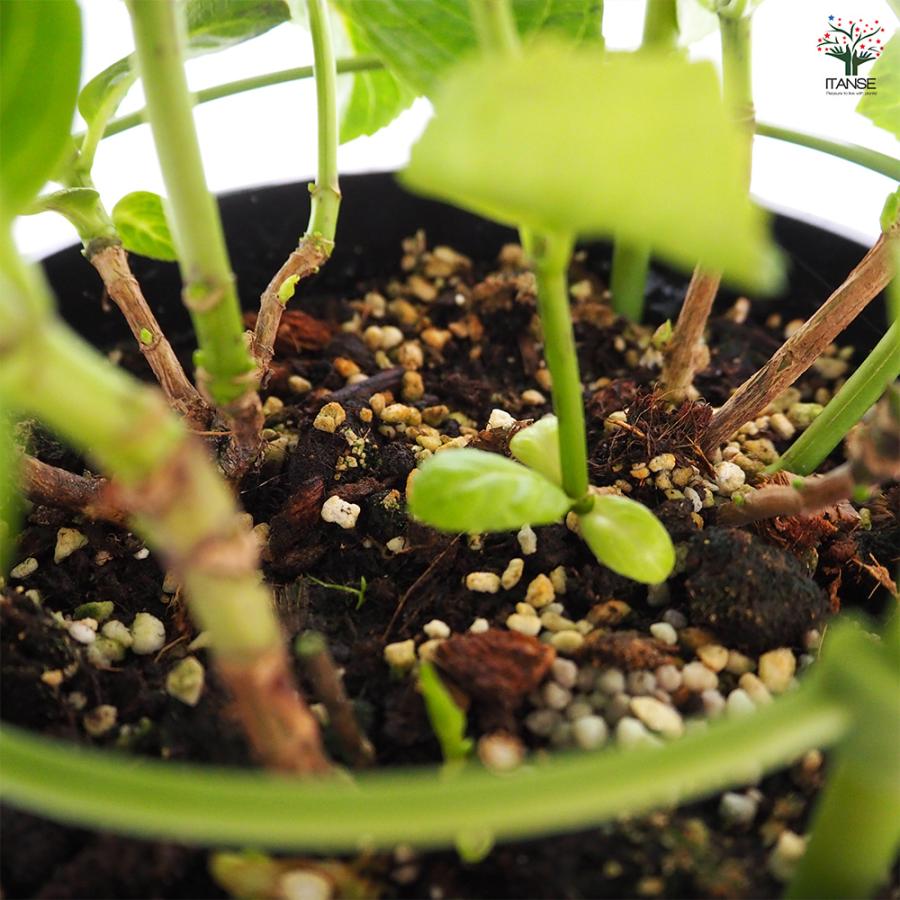 アジサイ 月虹(げっこう) ピンク 花木苗 6号/1個売り あじさい苗