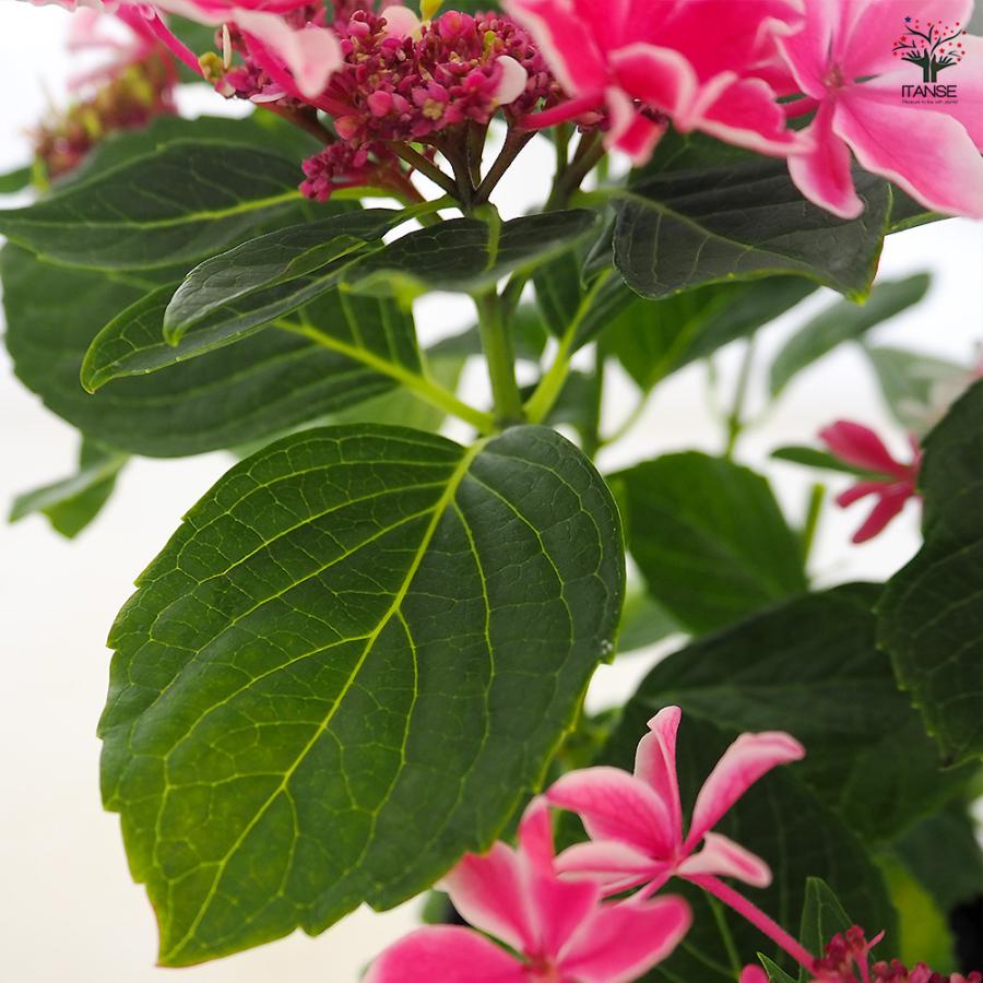 アジサイ 月虹(げっこう) ピンク 花木苗 6号/1個売り あじさい苗