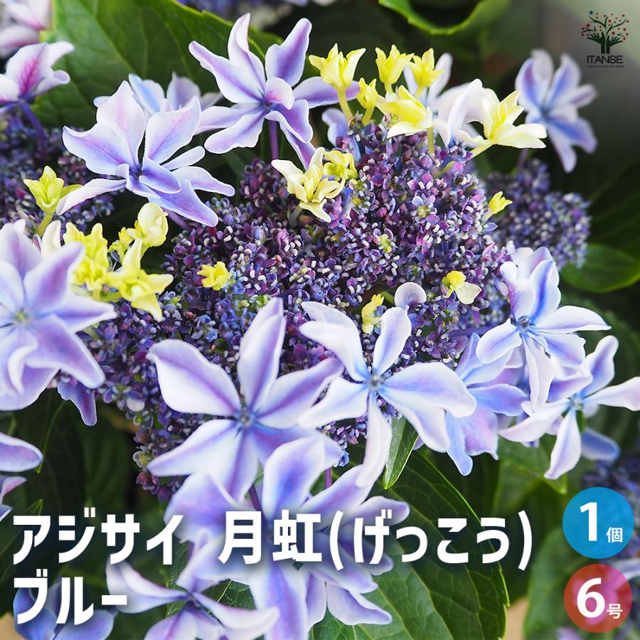 アジサイ 月虹(げっこう) ブルー 花木苗 6号/1個売り あじさい苗