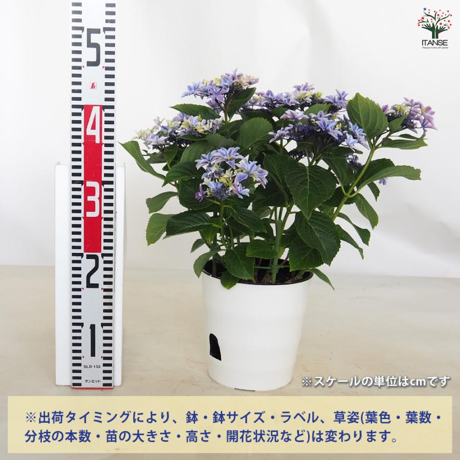 アジサイ 月虹(げっこう) ブルー 花木苗 6号/1個売り あじさい苗