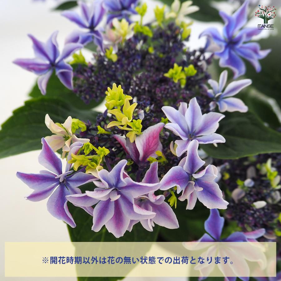 アジサイ 月虹(げっこう) ブルー 花木苗 6号/1個売り あじさい苗