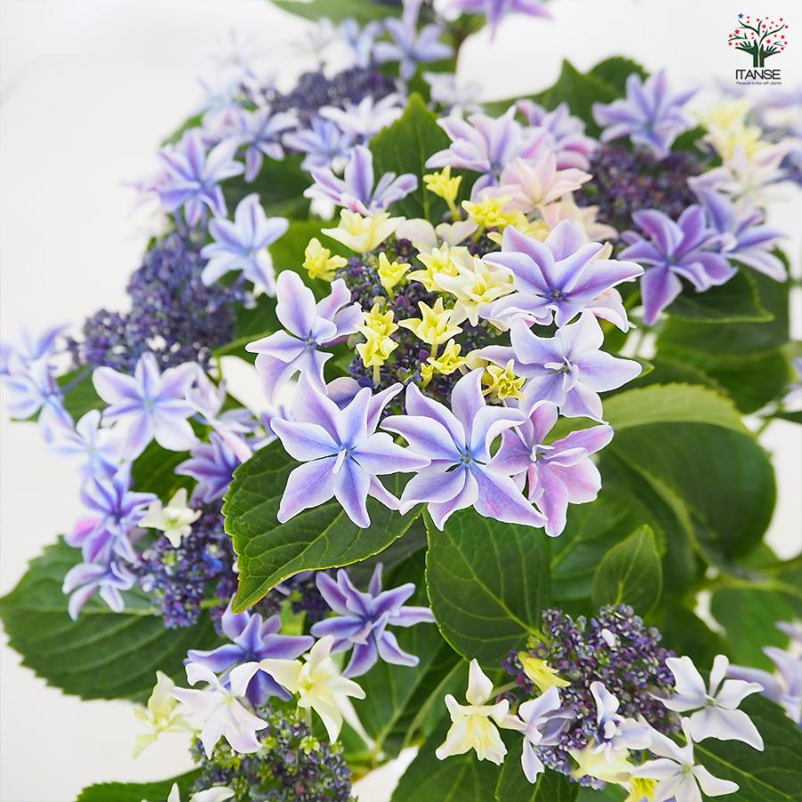 アジサイ 月虹(げっこう) ブルー 花木苗 6号/1個売り あじさい苗