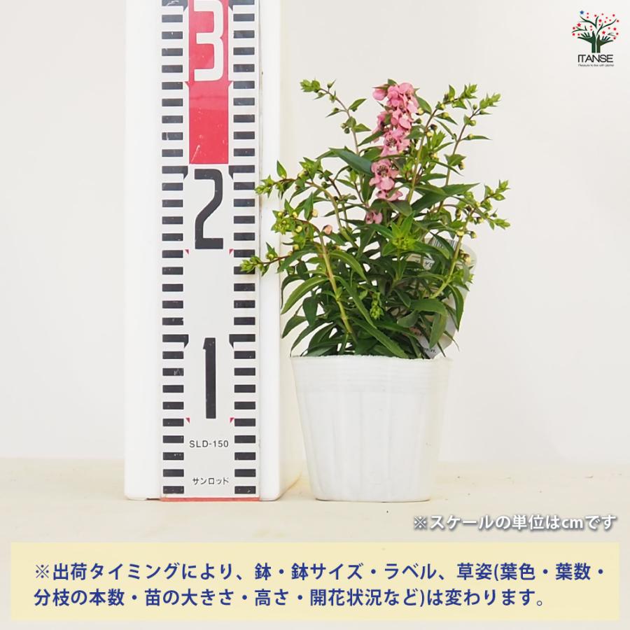 アンゲロニア セレニータ ピンク 花苗 3.5号/1個売り お花の苗 花 庭木