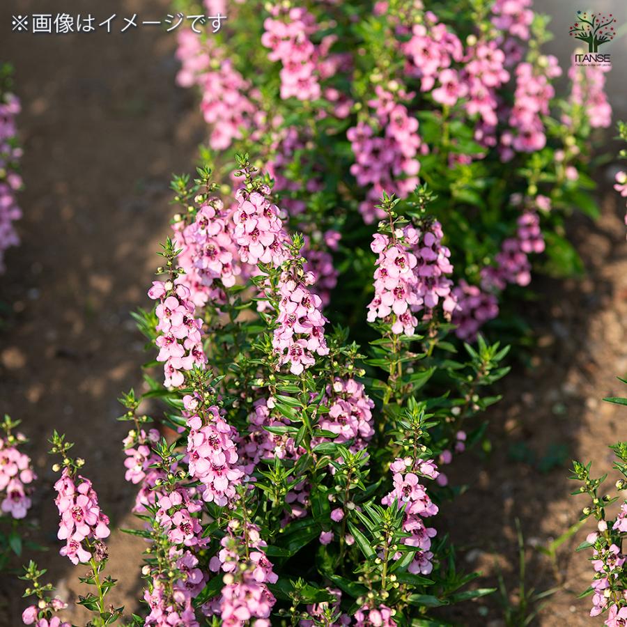 アンゲロニア セレニータ ピンク 花苗 3.5号/1個売り お花の苗 花 庭木