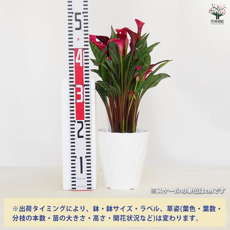 苗 カラー レッド 花苗 5号/1個売り オランダ リリー カラーリリー