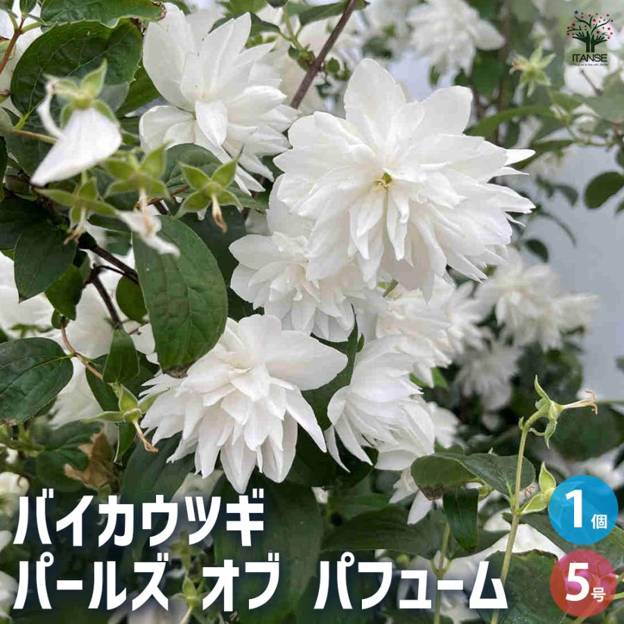 梅花空木(バイカウツギ) パールズオブパフューム 花木苗 5号/1個売り