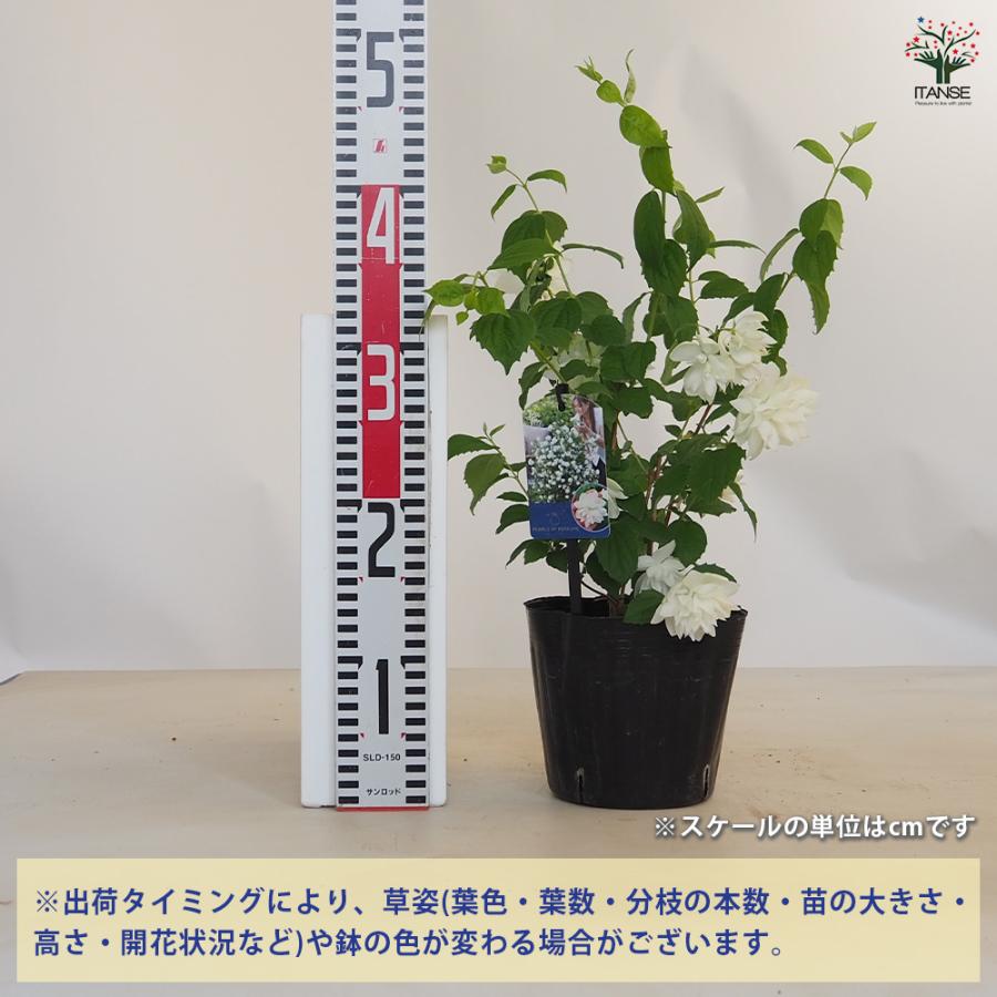 梅花空木(バイカウツギ) パールズオブパフューム 花木苗 5号/1個売り