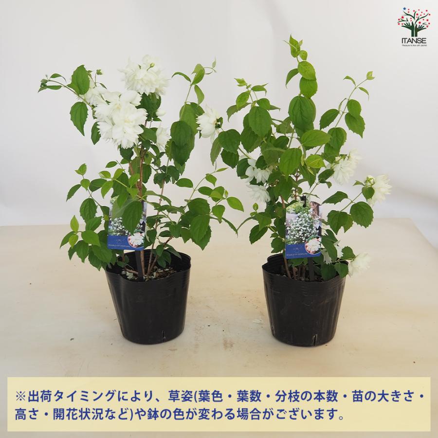 梅花空木(バイカウツギ) パールズオブパフューム 花木苗 5号/1個売り
