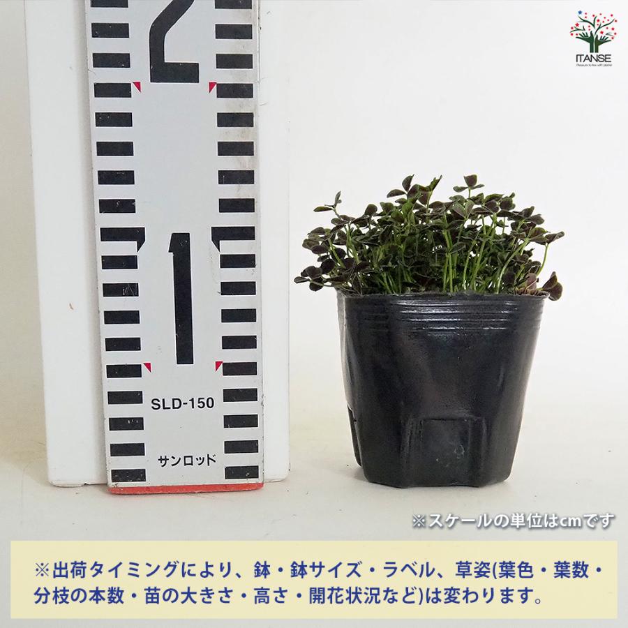 クローバー ティント ナイト 花苗 3号/お買い得6個セット 花の苗