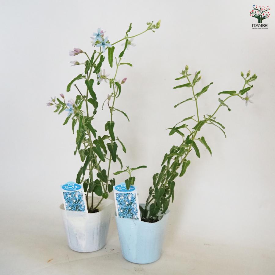 オキシペタラム ブルースター 花苗 3.5号/1個売り ルリトウワタ 瑠璃唐